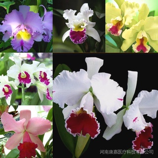 20 Pzs Semillas De Orquídeas Raras De Cartland/Flores/Jardín/Plantas Decoración De (1)