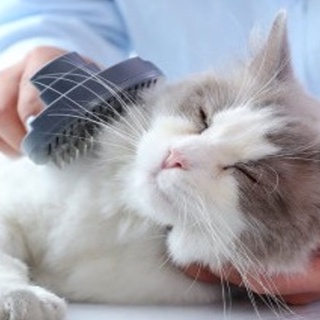 1 pza peine de aguja fina gruesa para mascotas/perro/gato/limpieza/herramienta automática para la higiene y el aseo del cabello (8)