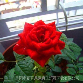 20 Pzs Semillas De Rosas Hermosas Flores Para Casa Jardín Bonsai # FH125 nQ8r