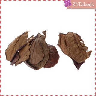 10 hojas de almendras indias catappa pescado gouramis camarones, aumenta la salud y