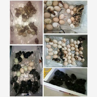 [8/27] incubadora de 16 huevos completamente automática para incubadora de pavo real
