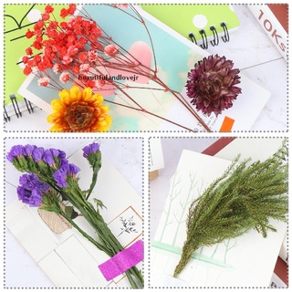 [beautifulandlovejr] hojas de flores secas naturales, flores prensadas secas reales mezcladas de varios colores