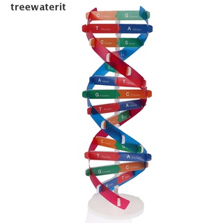 Juguete educativo para niños/árbol de agua Humano no-hidratante modelo de Dna doble ciencia