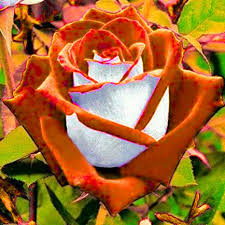20 Pzs Semillas De Rosas Hermosas Flores Para Casa Jardín Bonsai # FH112