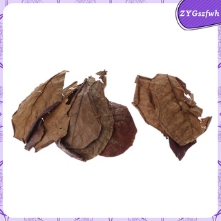 10 hojas de almendras indias catappa betta pescado gouramis camarones fácil de usar (7)