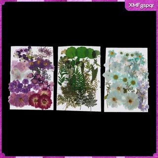 116 piezas naturales prensadas flores secas diy scrapbook