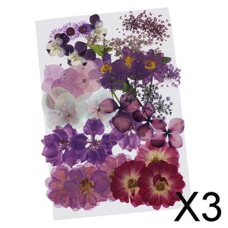 3x36/37/38/39/42pc natural real prensado flores secas diy scrapbook púrpura
