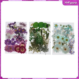 116 piezas naturales prensadas flores secas diy scrapbook (6)
