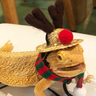 st pequeño animal disfraz de navidad conejillos de indias sombrero y bufanda para hámster lagarto (1)