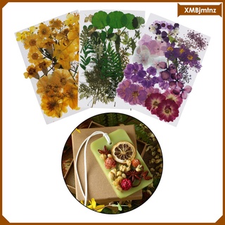 natural real prensado flores secas diy scrapbook decoraciones (9)