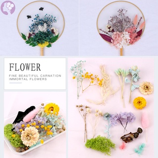 Flores Secas mixtas Flores Secas suministros Diy Arte decoraciones florales colección regalo manualidades decoración del hogar
