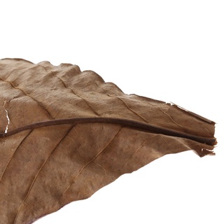 10 hojas de almendras indias catappa betta pescado gouramis camarones fácil de usar (7)