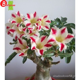 1pcs rosa del desierto (Adenium Obesum) flor "Pinkgold" semillas de bonsai suculentas (1)