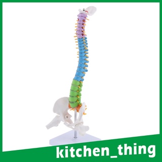[12] Modelo de Esqueleto con columna anatómica multicolor (9)