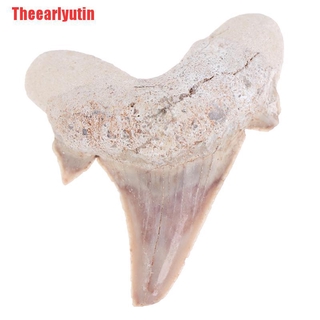 Utin Megalodon dentadura De tiburón fosil dientes marinos ciencia ciencia enseñanza especmento (4)