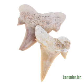 Ltb Megalodon dentadura De tiburón fosil dientes marinos De prevención De ciencia enseñanza (3)