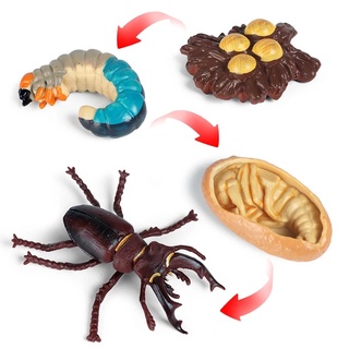 overley simulación educativa animales biología ciclo de vida figura ciclo de crecimiento modelo de mariposa ciclo de crecimiento araña insectos animales pollo para niños modelos de plástico figuras de acción (4)