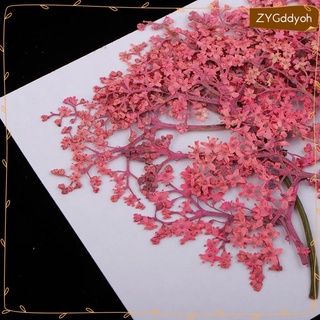 12 piezas real prensada flor seca scrapbooking adornos para boda invitación tarjeta hacer decoración