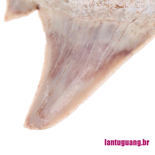 Ltg dentadura De Megalodon/dientes De tiburón/mariposa/efectuación De la ciencia/educación De especia (6)