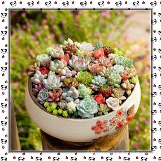 [Disponible En Inventario] 100 Pzs Semillas De Cactus Reales/Suculentas/Plantas Perennes Raras ixMM