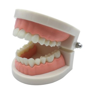 modelo de dientes dentista modelo de estudiante para la enseñanza del dentista herramientas de laboratorio dental modelo de odontología materiales