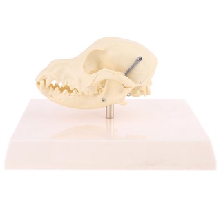 lu canino perro cráneo modelo anatomía esqueleto veterinario muestra enseñanza