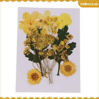 1 bolsa natural real prensada flor seca para manualidades manualidades joyería hecha a mano (8)