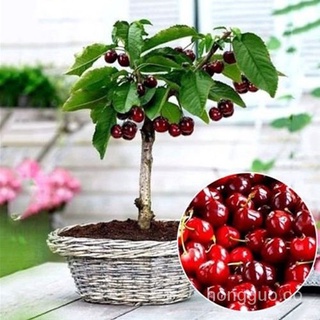 5 Pzs Semillas De Cerezo Orgánicas Fruta Bonsai Árbol Alta Semilla En El Jardín bi2t lUKj