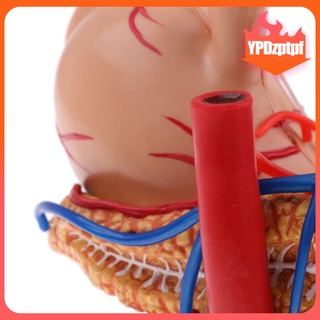 2/3 estómago humano y páncreas con órganos internos modelo de anatomía herramienta de estudio