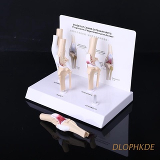 DLOPHKDE Animal Perro Canino Rodilla Articulación Modelo Esqueleto Veterinario Enseñanza Investigación Pantalla Instrumento Estudio Herramienta De
