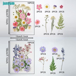 Paquete de 6 flores secas reales prensadas naturales, flores secas, coloridas flores secas (2)