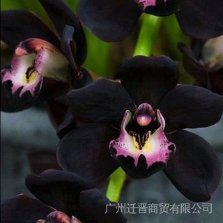 10 Pzs Semillas Raras De Flor De Orquídea Faberi Negro Cymbidium Jardín Bonsai R2a8 (3)