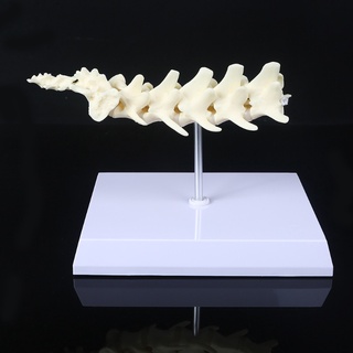 papel perro canino lumbar disco hernia modelo ayuda enseñanza anatomía instrumentos estudio investigación pantalla (3)