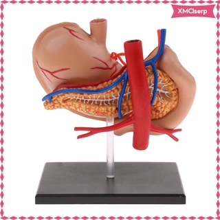 2:3 estómago humano y páncreas con órganos internos modelo de anatomía herramienta de estudio