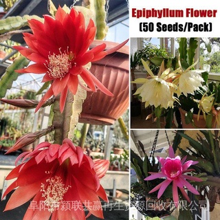 Epiphyllum Semillas De Flores (10 Unids/Pack) Balcón Fácil De Plantar 8UbI (1)