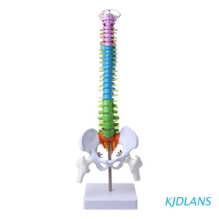 KJDLANS-Modelo De Columna Vertebral Extraíble (45 Cm , Lumbar , Curva Anatómica Médica)