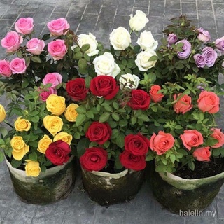 50 semillas/bolsa de semillas de rosas de colores mezclados semillas de flores para plantar plantas planta camelia vietnam (1)