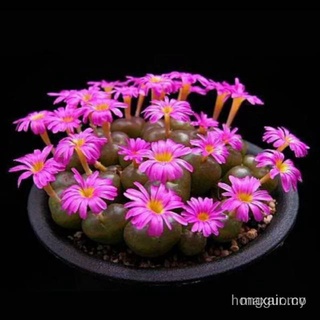 Biji Bunga Kaktus Lithops Pink Office Bonsai Leks wJA9 65p2 hhNE