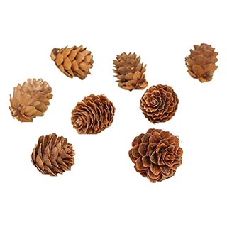 100 piezas mini conos de pino natural navidad conos de pino natural adornos para decoración del hogar, otoño y manualidades de navidad