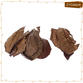10 hojas de almendras indias de grado premium catappa perfectas para cría y escondite
