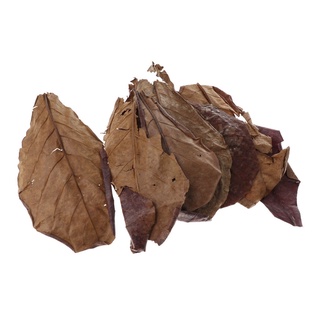 10 hojas de almendras indias catappa betta pescado gouramis camarones fácil de usar (1)