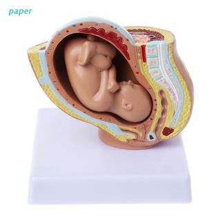 paper 9th Month Baby Fetus Foetus Pregnancy Human Pregnancy Fetal Development Medical Model