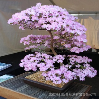 20 Pzs Semillas De Flores De Cerezo Sakura Japonesas # FH39 2H1a (1)