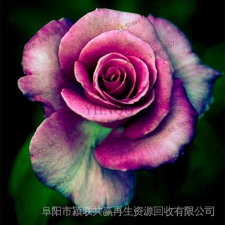 20 Pzs Semillas De Rosas Hermosas Flores Para Casa Jardín Bonsai # FH143 5YjZ