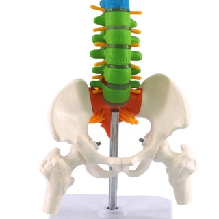 45cm con peic humano anatómico anatomía espina dorsal (4)