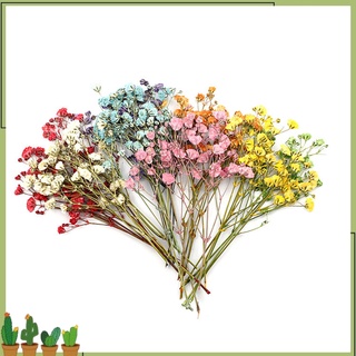 bologna - 12 ramos de flores secas naturales de larga duración realistas coloridos secos gypsophila flor para boda