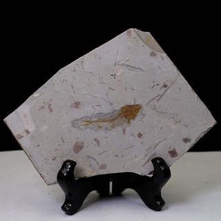 fish fossil real from western liaoning china hace 150 millones de años lycopter (3)