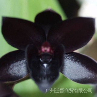 10 Pzs Semillas Raras De Flor De Orquídea Faberi Negro Cymbidium Jardín Bonsai R2a8 (5)
