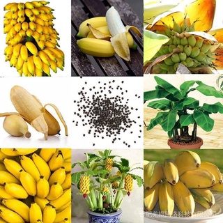 100 Pzs Semillas De Plátano Enano Raras Mini Bonsái Exóticas Para El Hogar Plantas FzaC (2)