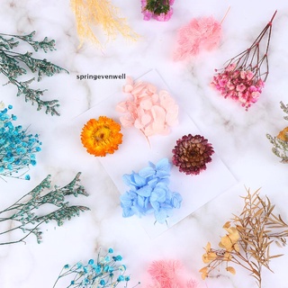 Evenwell Natural Dried Flowers Leaves,Real Dried Pressed Flowers Mixed Multiple Color New Stock (3)